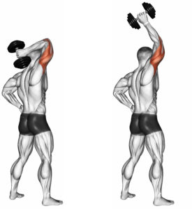 Extensions de triceps avec haltères